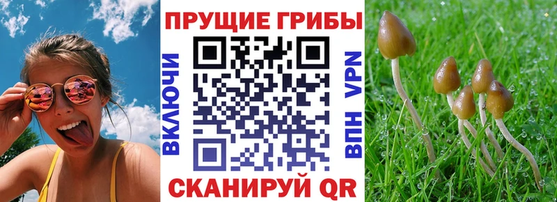 Псилоцибиновые грибы Psilocybe  где можно купить   Сатка 